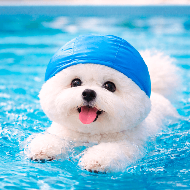 Bichon Frisé