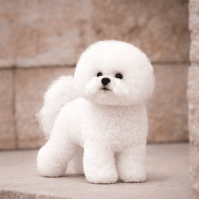 Bichon Frisé