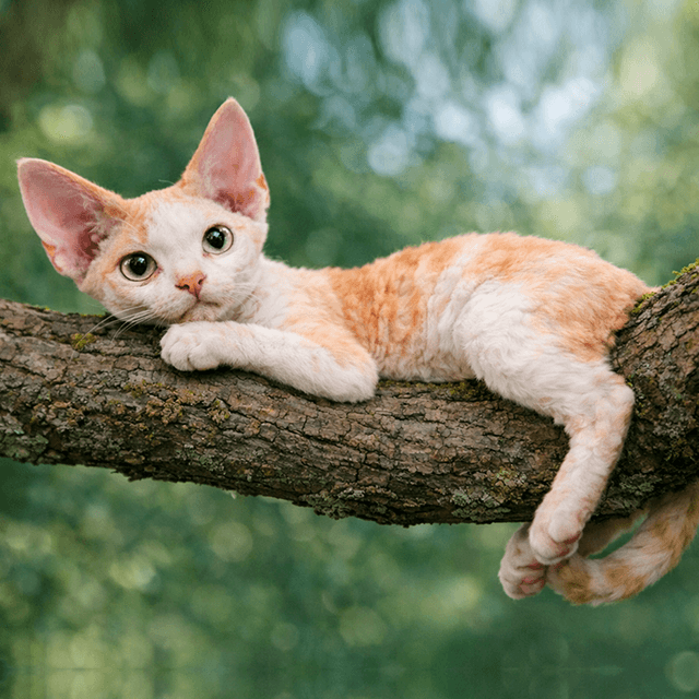 Devon Rex