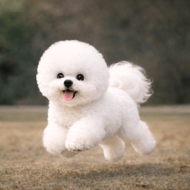 Bichon Frisé