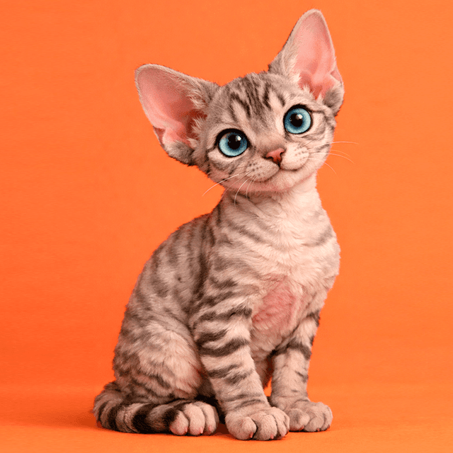 Devon Rex