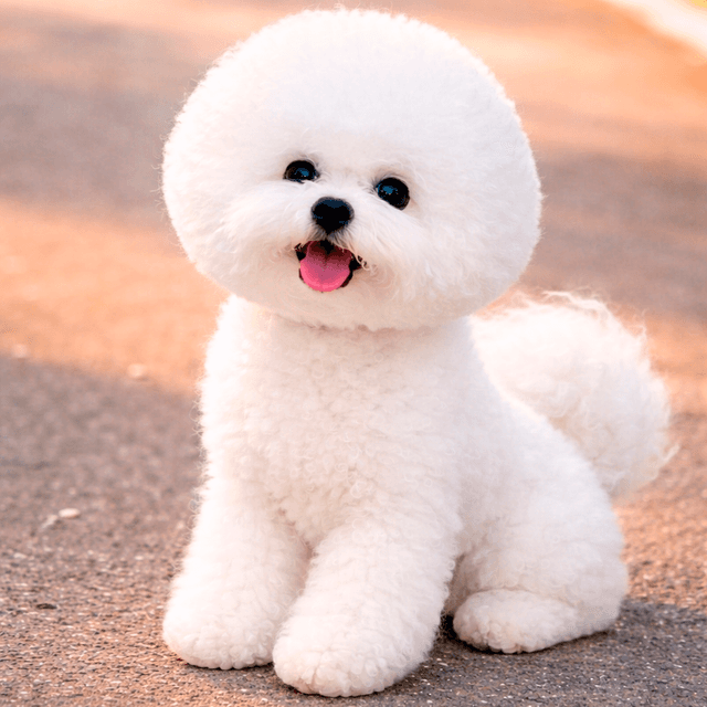 Bichon Frisé