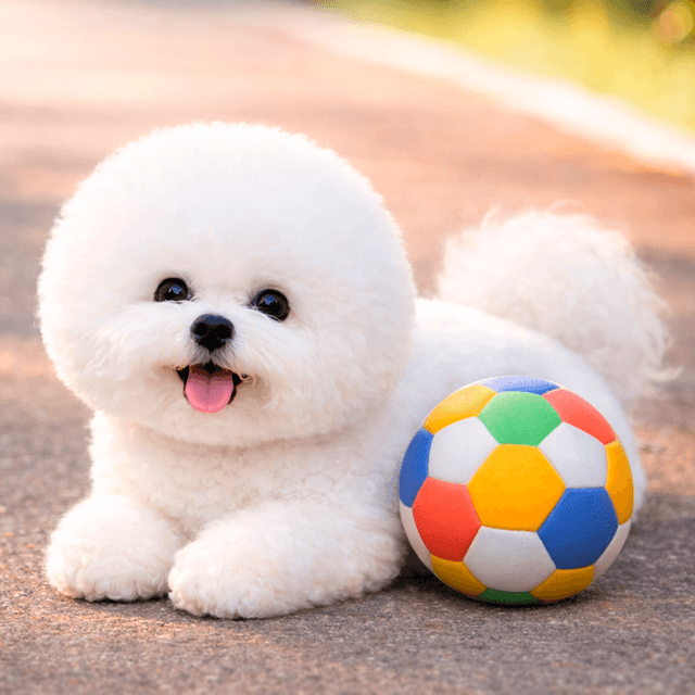 Bichon Frisé