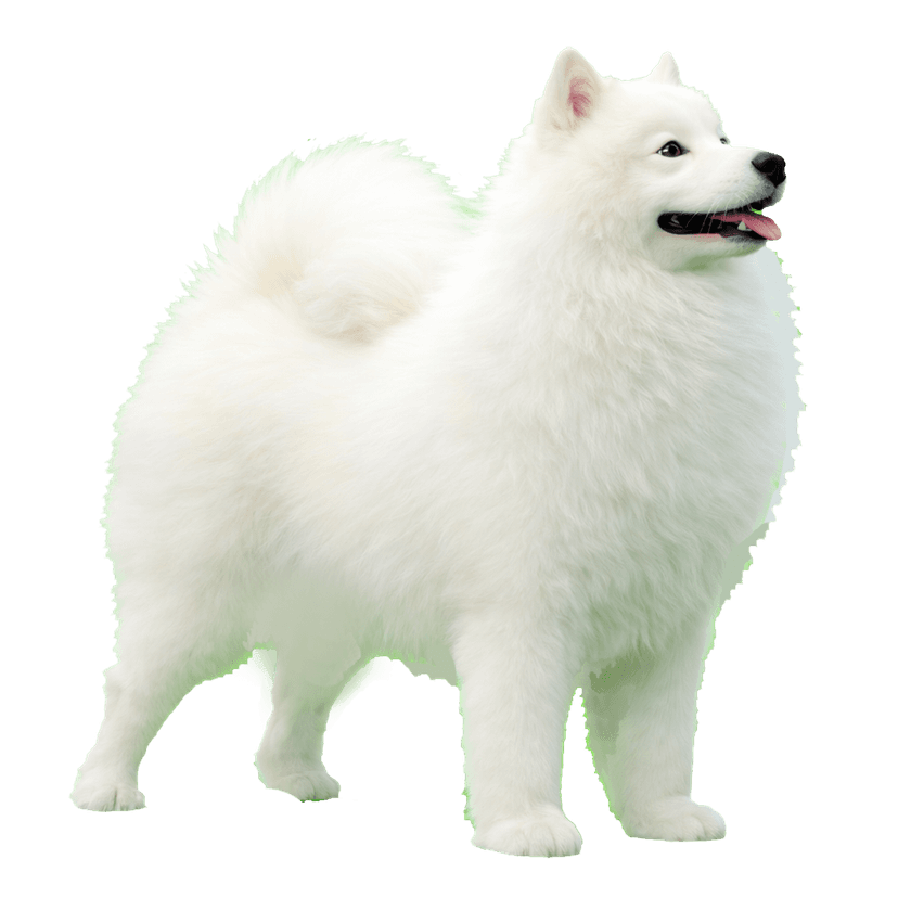 Samoieda