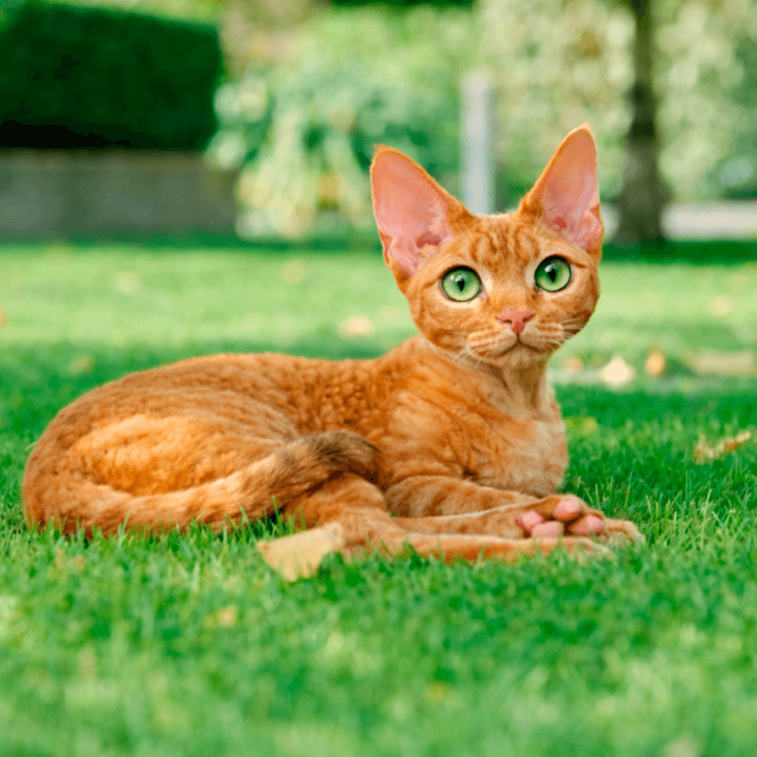 Devon Rex