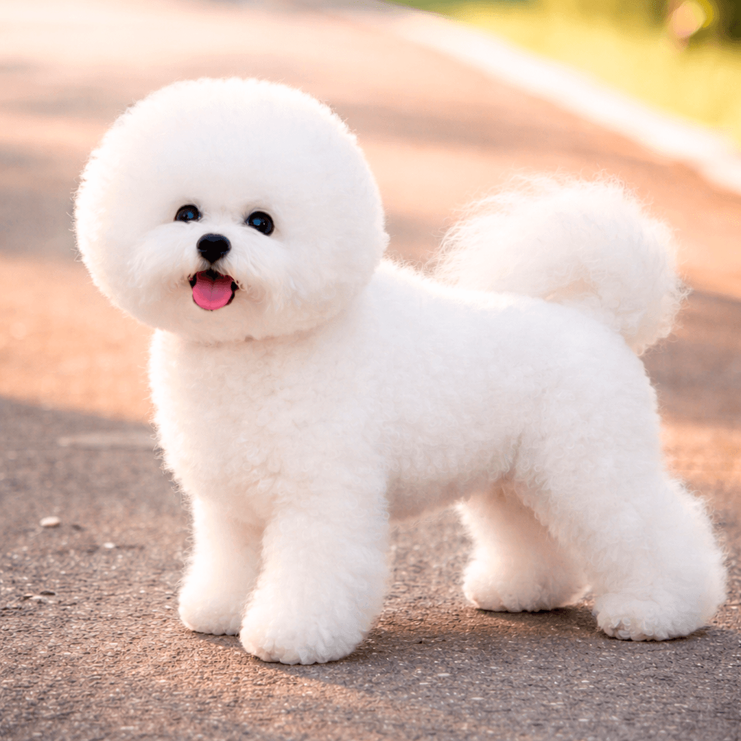 Bichon Frisé