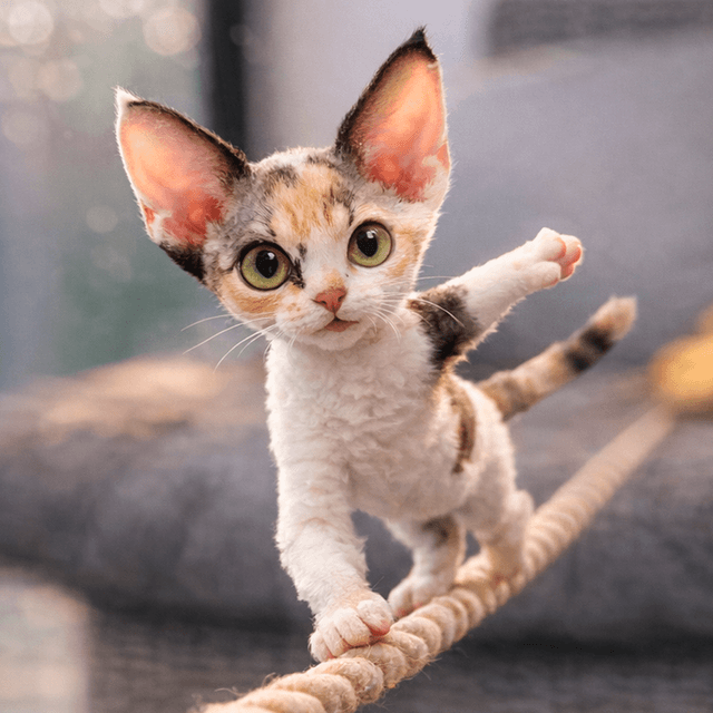Devon Rex